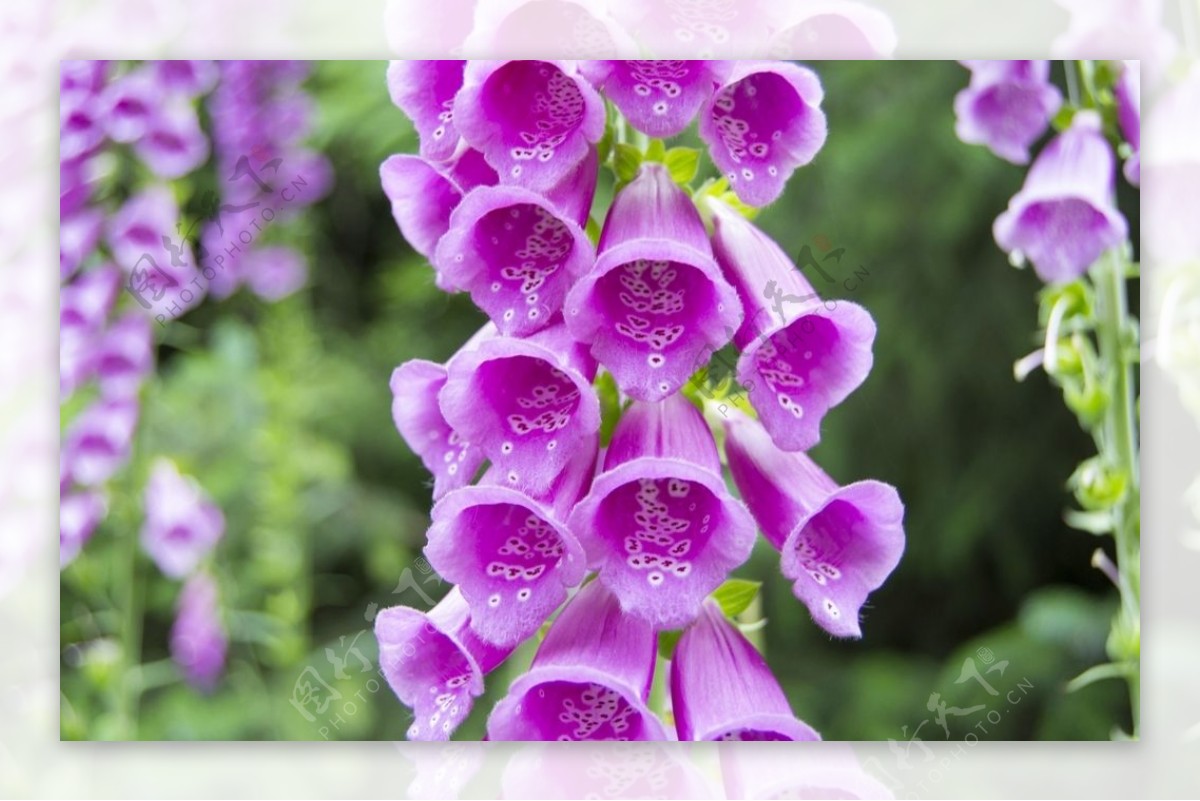 紫色的洋地黄花朵图片