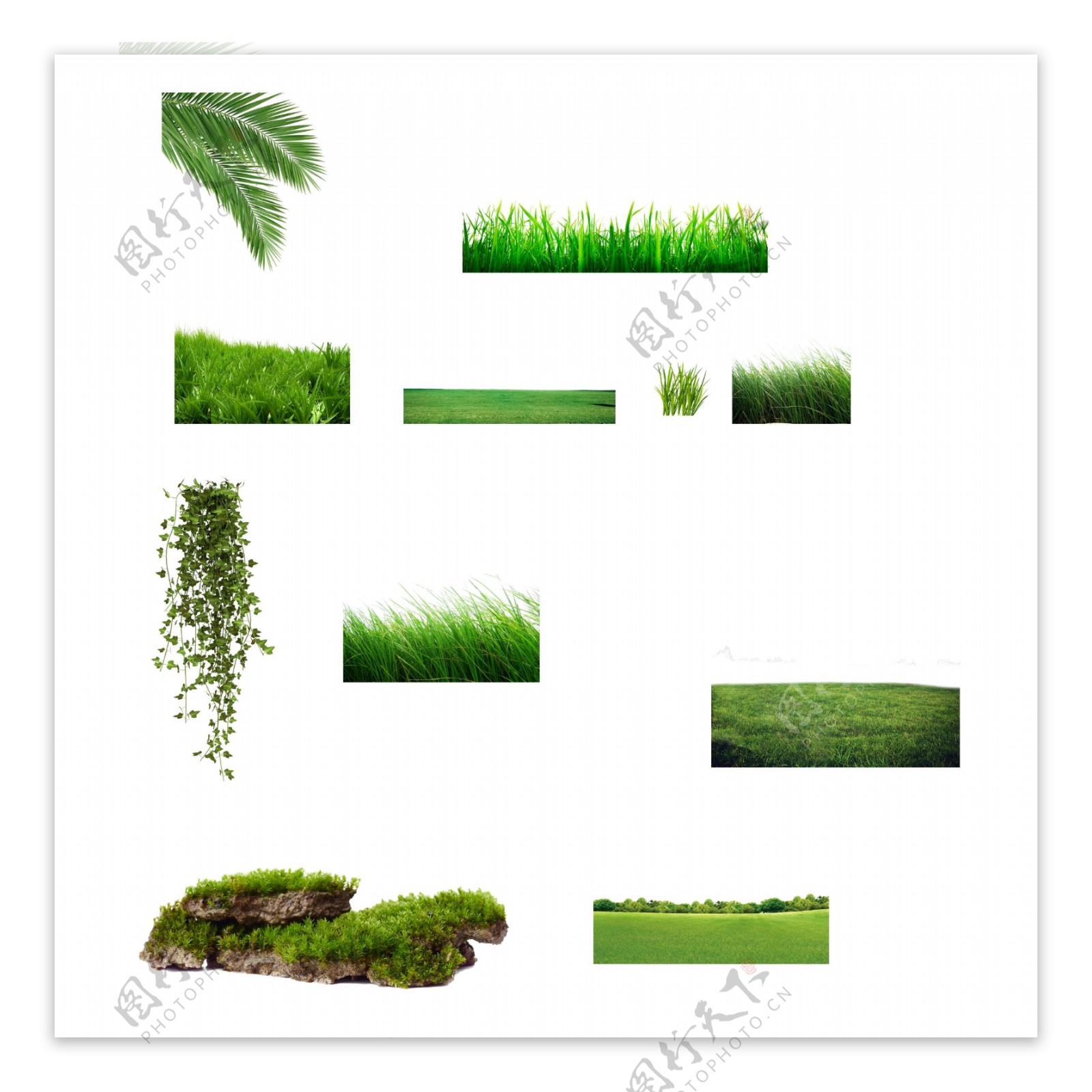 草地绿植图片