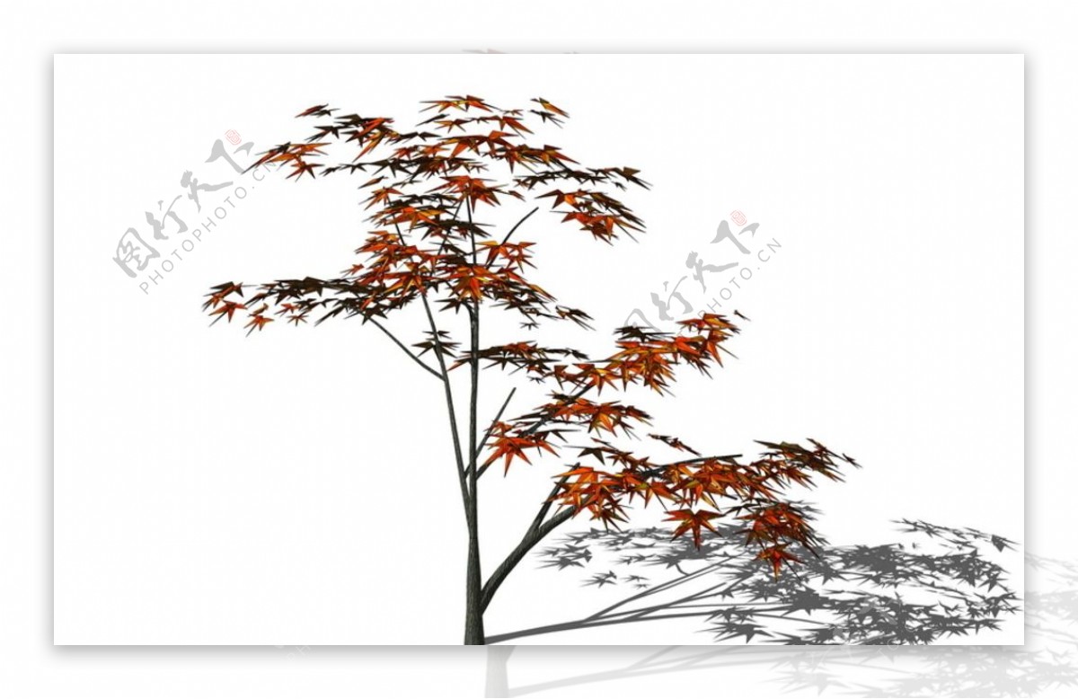 3D植物树SU模型图片