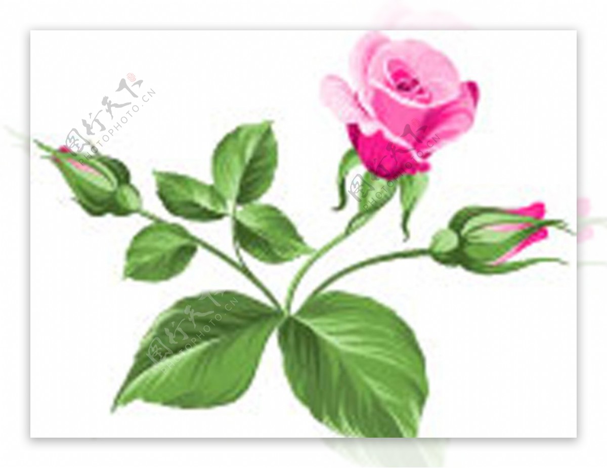 花卉素材数码印花鲜花图片