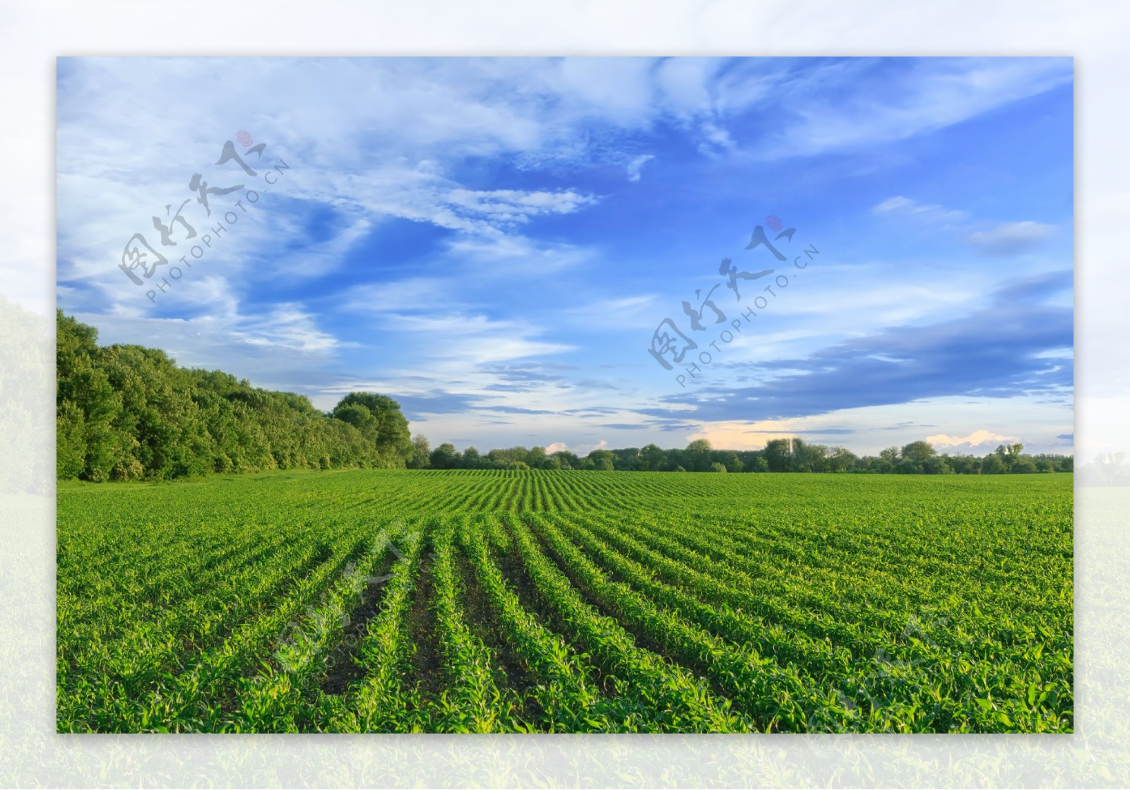 农田风景图片