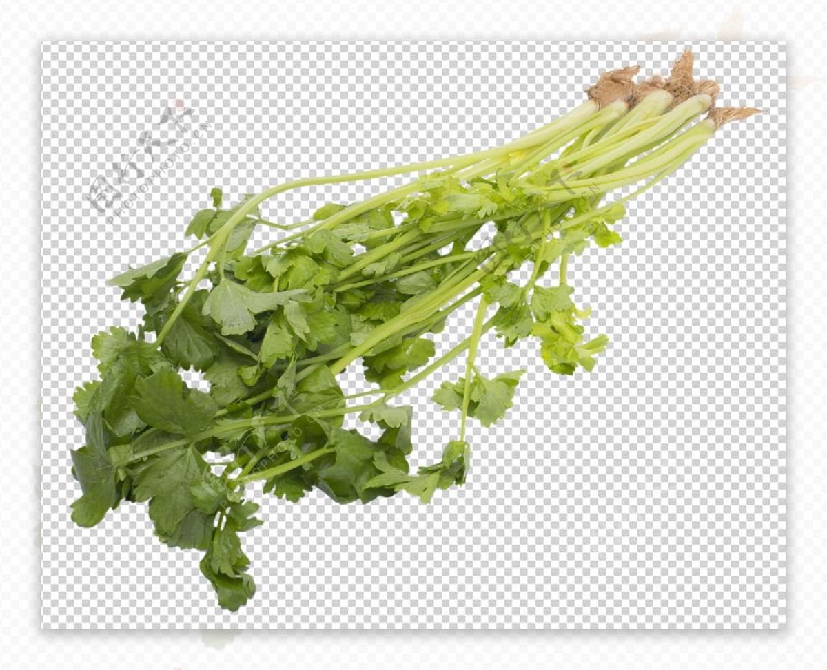一颗新鲜芹菜摄影图高清摄影大图-千库网