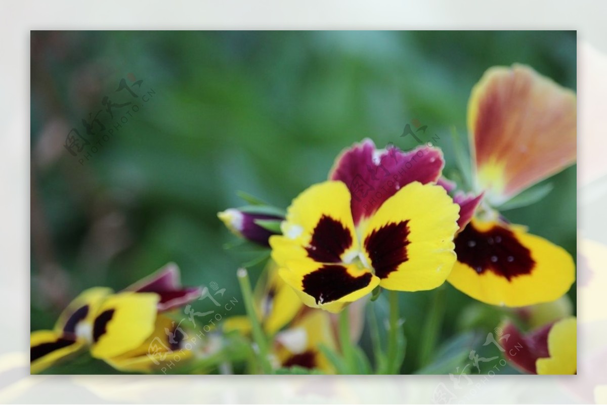 美丽的三色堇鲜花图片