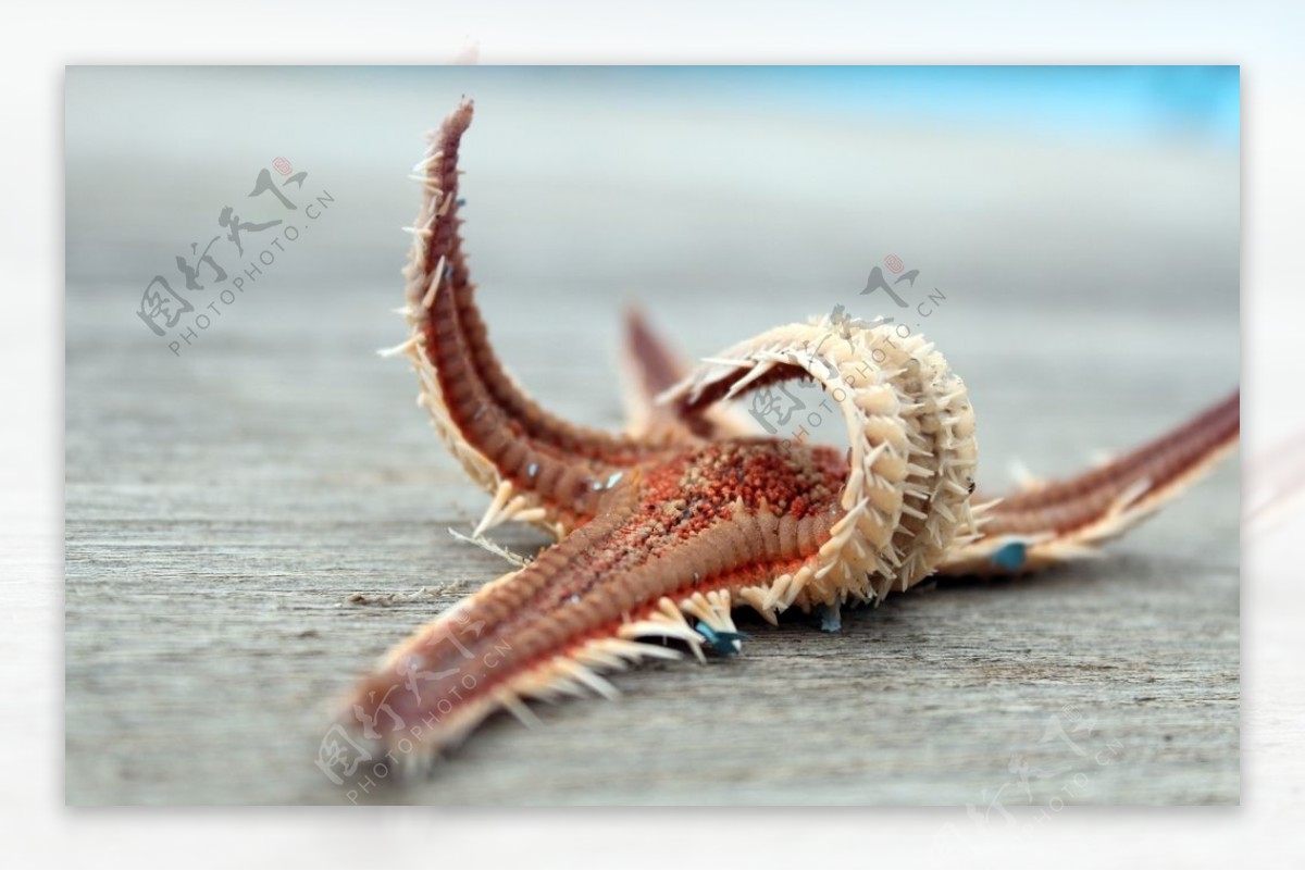 Starfish Free Stock Photo - Public Domain Pictures