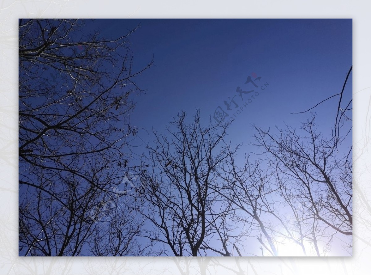 蔚蓝天空枯树图片