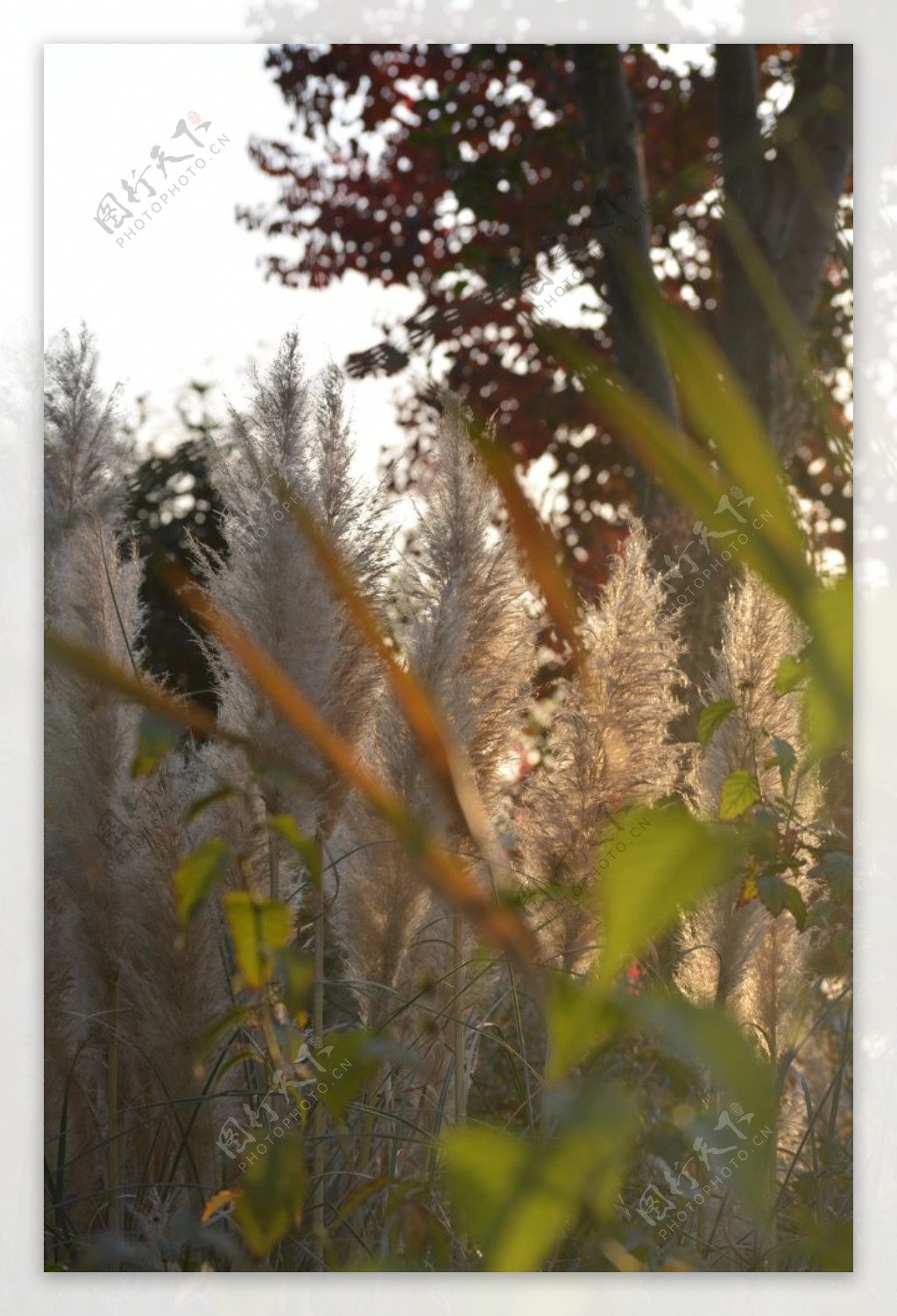 秋天阳光下的芦苇芦花图片