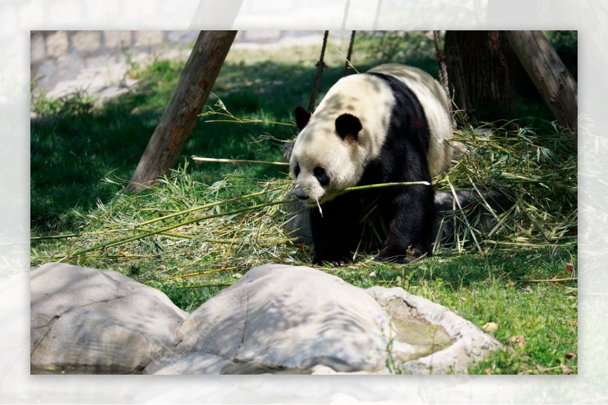 熊猫吃竹子大图图片