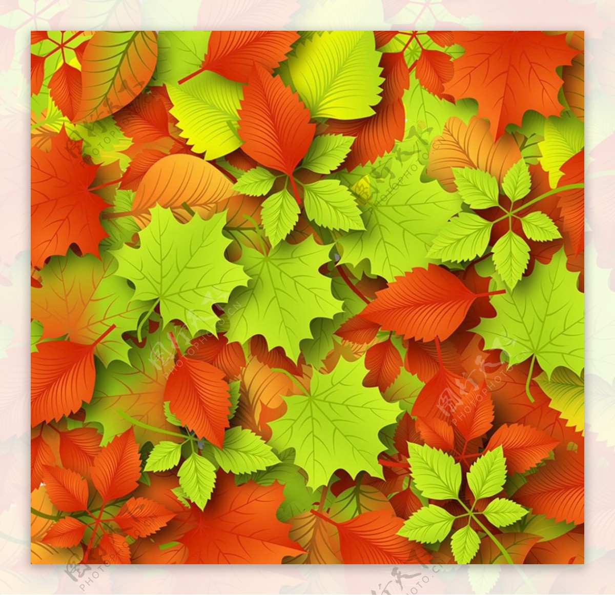 红色枫叶落叶背景图片