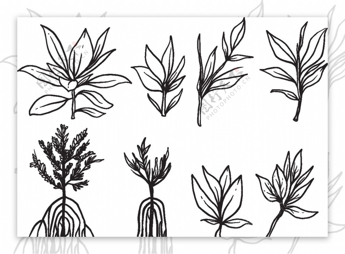手绘植物叶子矢量图图片