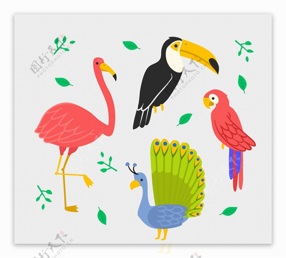 彩色火烈鸟鹦鹉图片