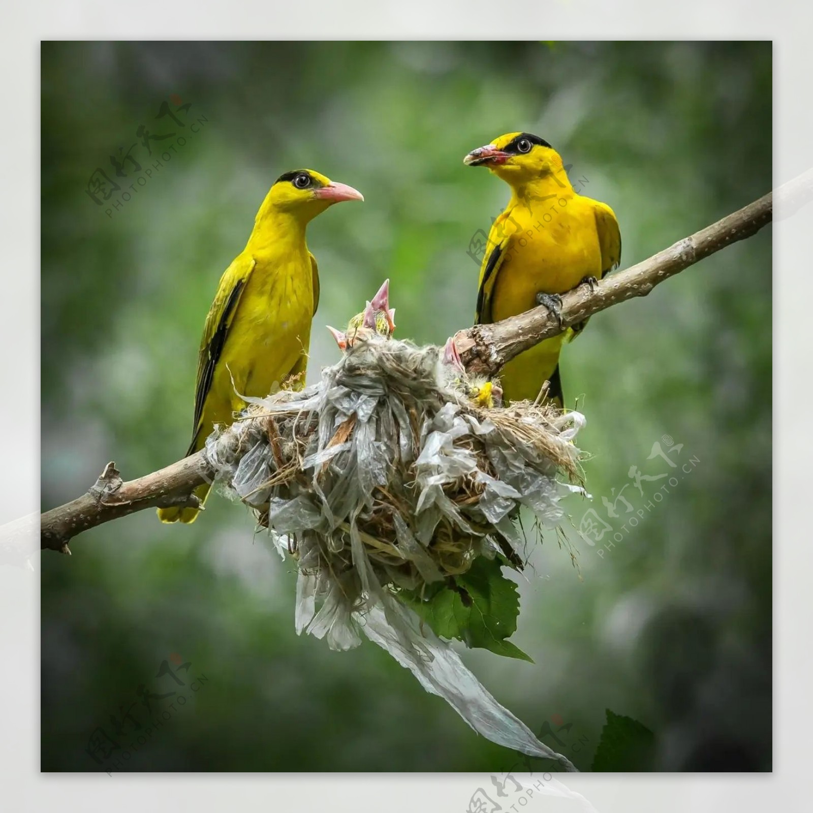 【高清图】树上一只黄鹂鸟-中关村在线摄影论坛