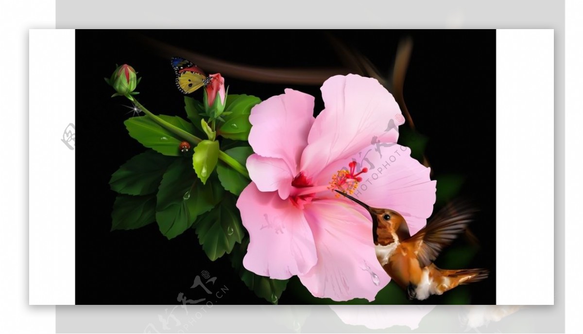 蜂鸟与花图片