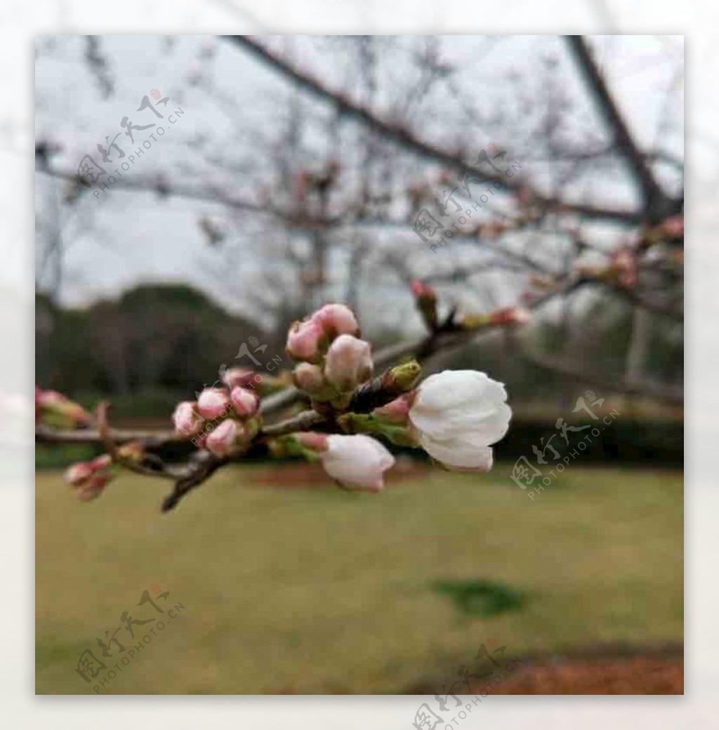 上海顾村公园早春樱花图片