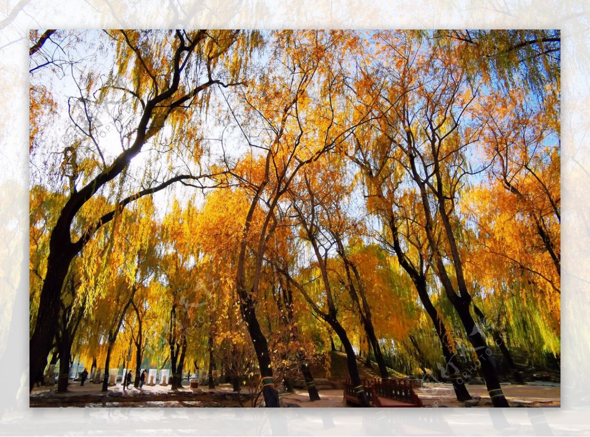 北京圆明园秋色图片
