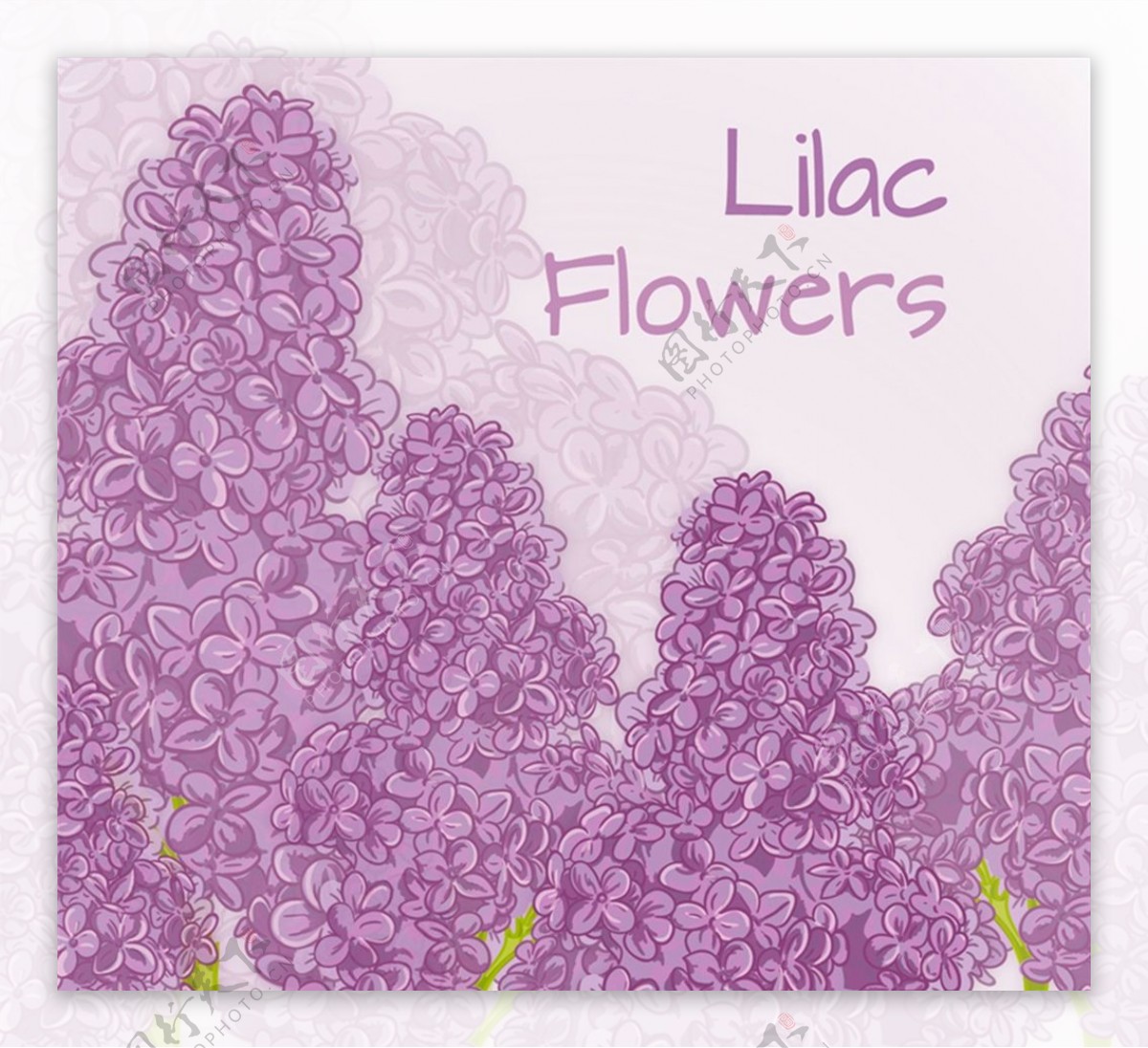 紫色丁香花矢量图片