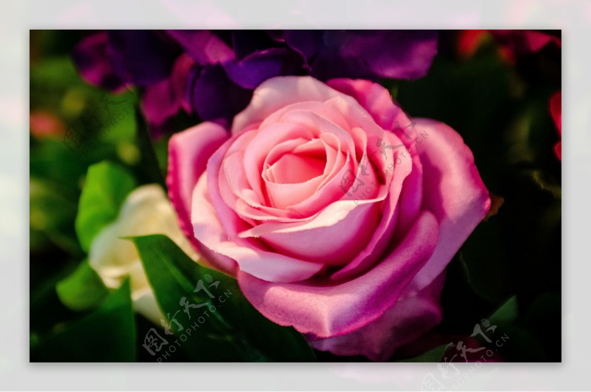 玫瑰花卉图片