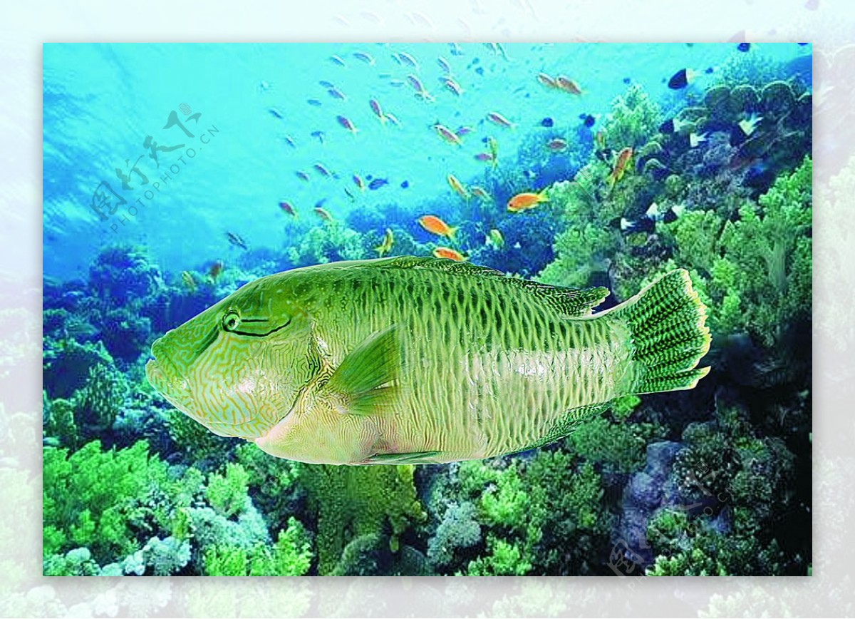 「威海运都」☆珊瑚鱼类——苏眉鱼 - 知乎