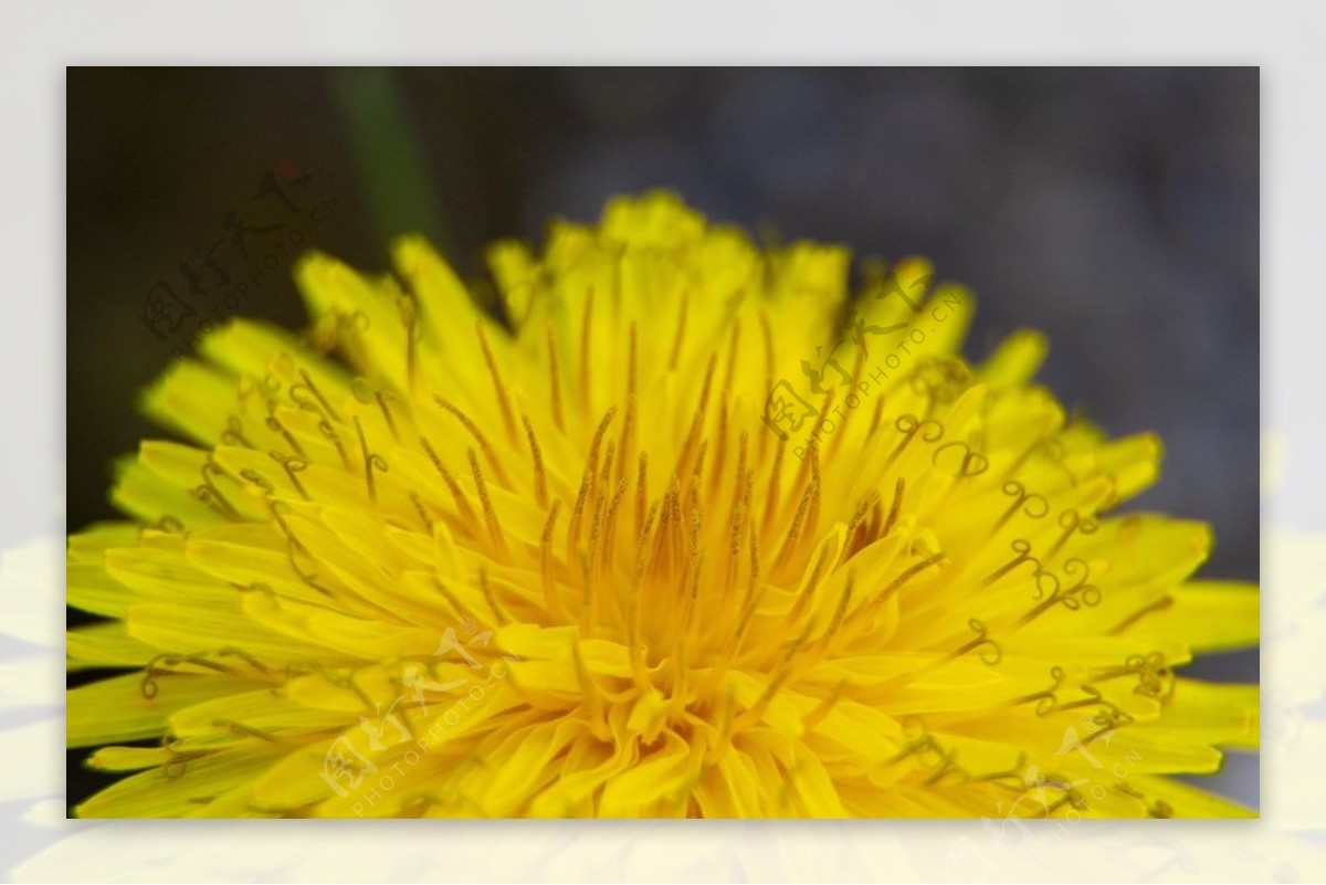 黄色蒲公英花朵图片
