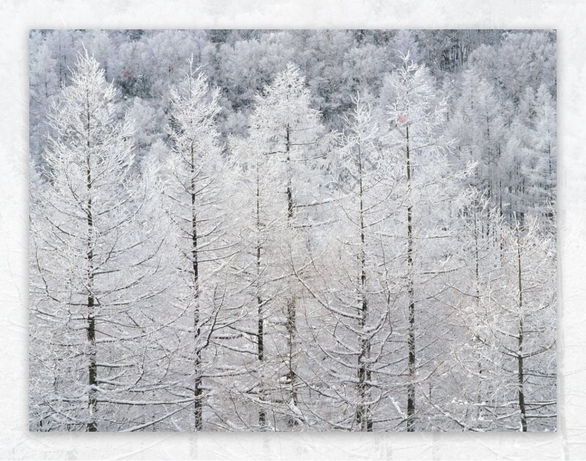 寒冬森林里面的树林图片