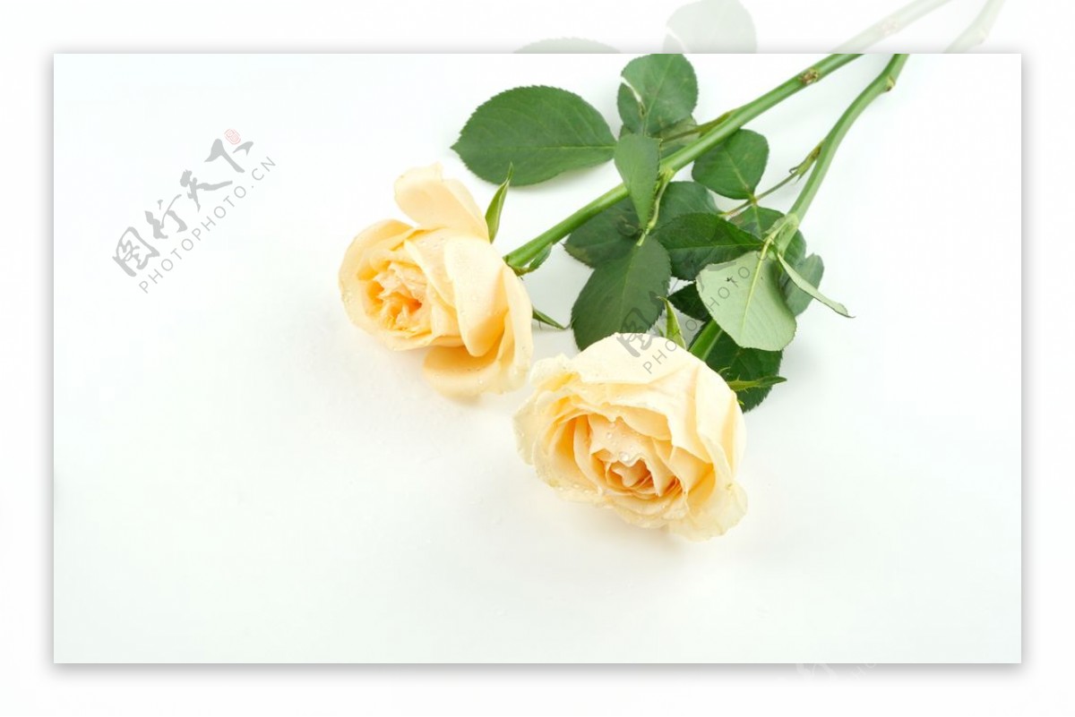 黄色玫瑰花拍摄素材图片