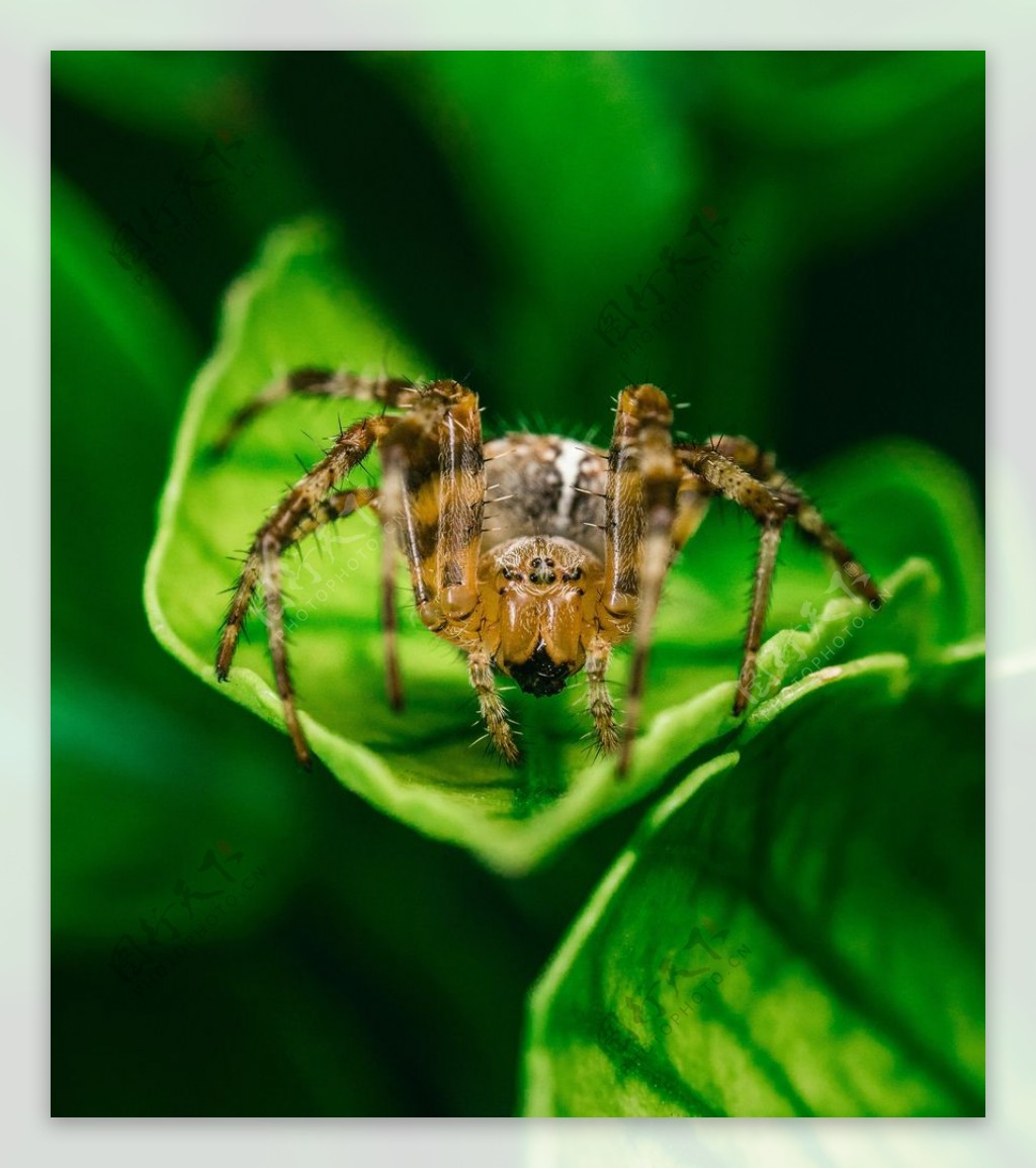 毒蜘蛛图片