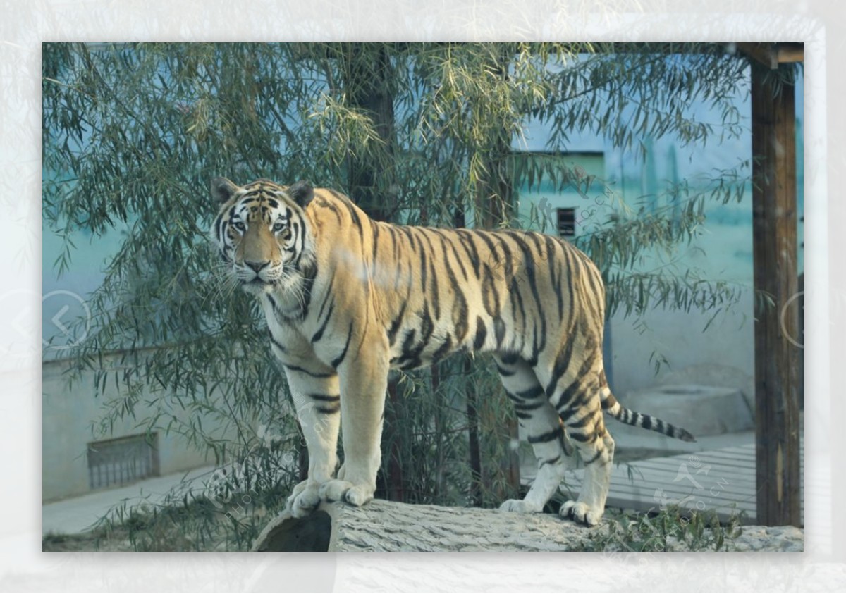老虎动物园图片