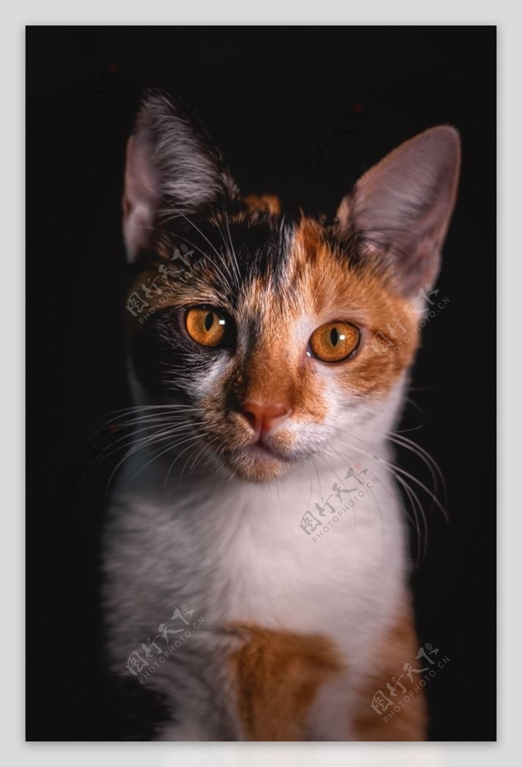 猫宠物家猫慵懒萌宠小图片