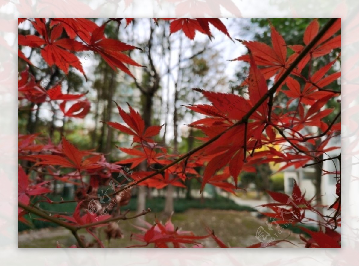 鸡爪槭图片