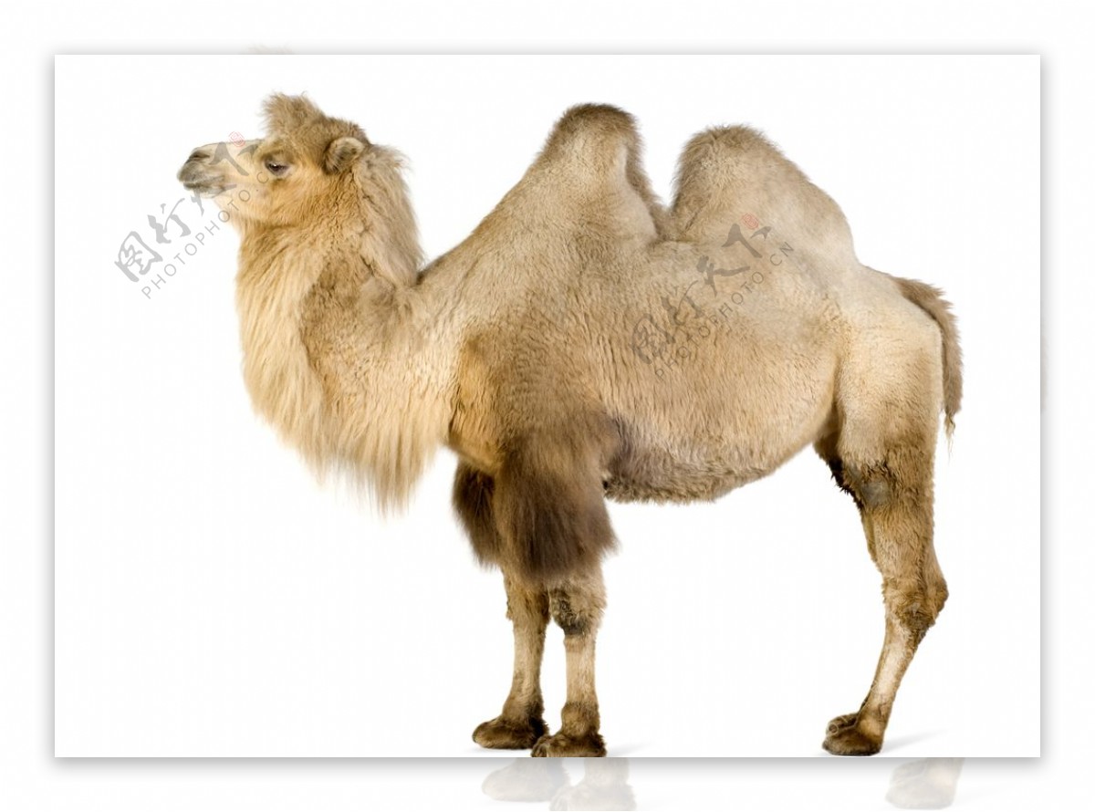 白色底板上的骆驼图片