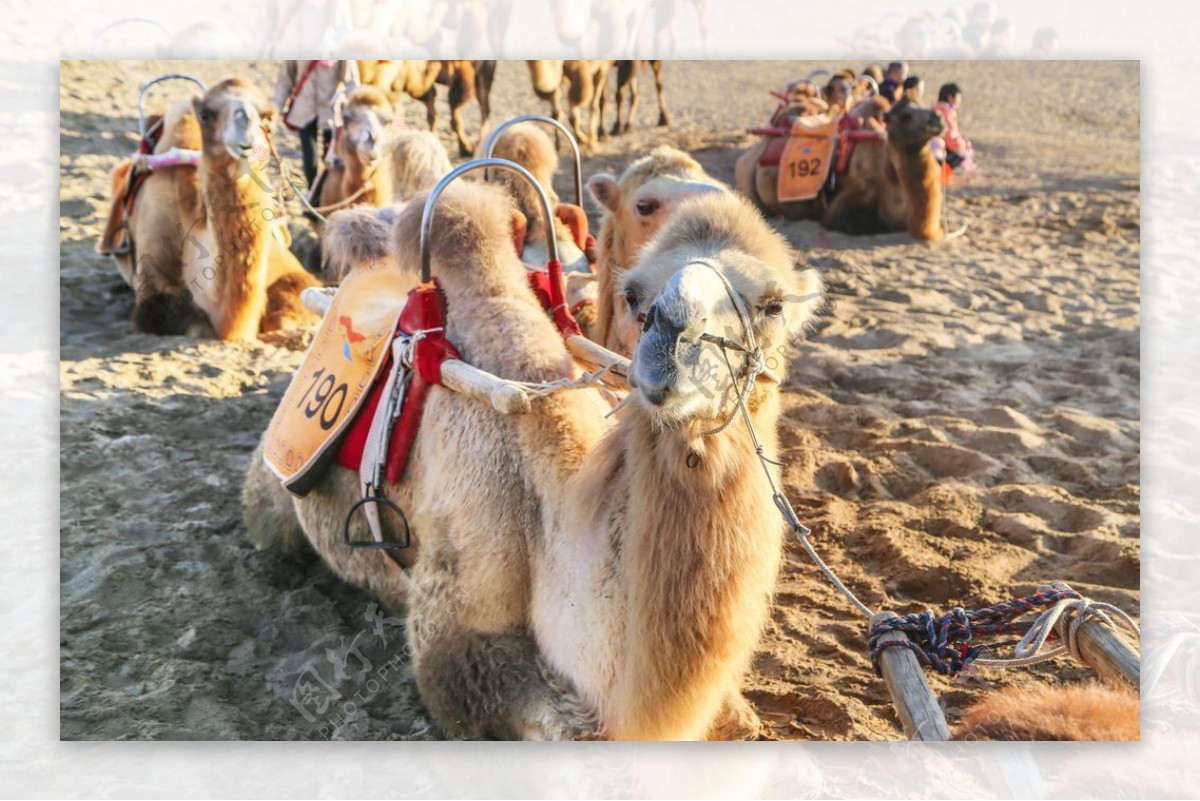 沙漠里的骆驼高清拍摄大图图片