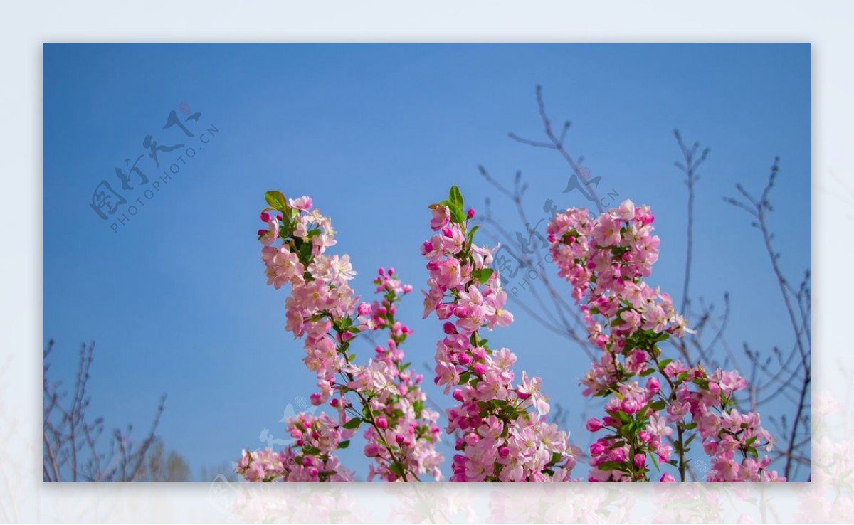 蓝天下的海棠花拍摄素材图片