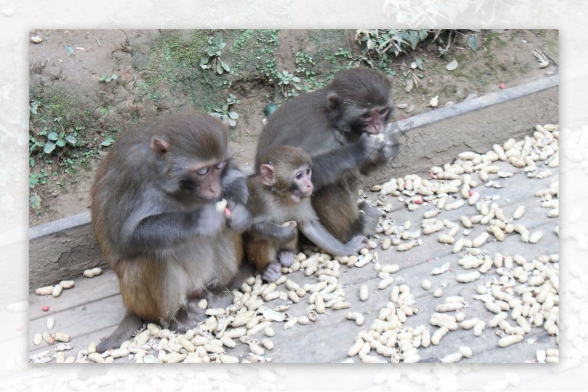 黔灵山小猴子图片