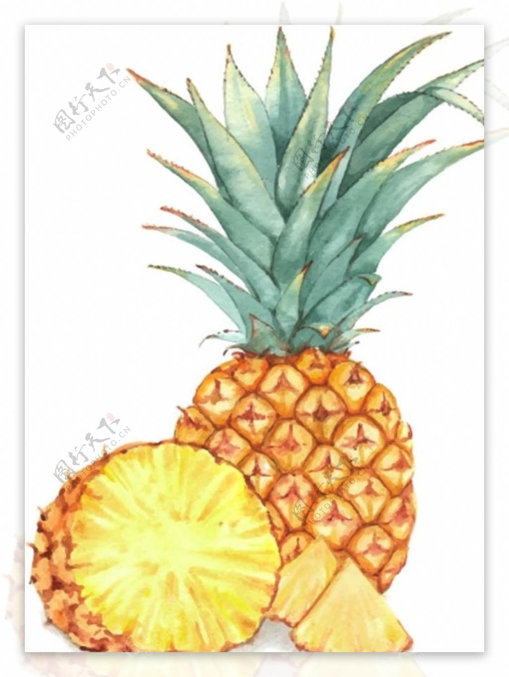 手绘矢量菠萝图片