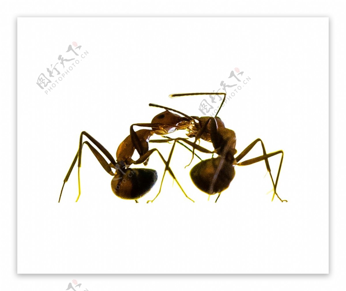 手绘蚂蚁素材图片