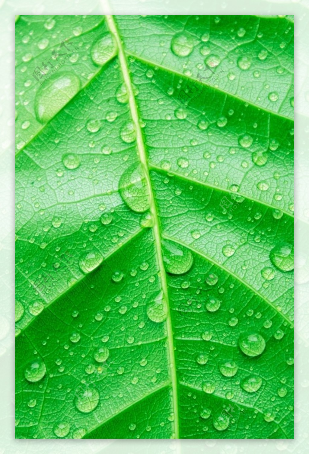 清凉绿叶壁纸_植物_太平洋科技