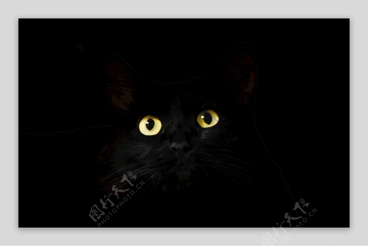 黑色的猫眼睛图片