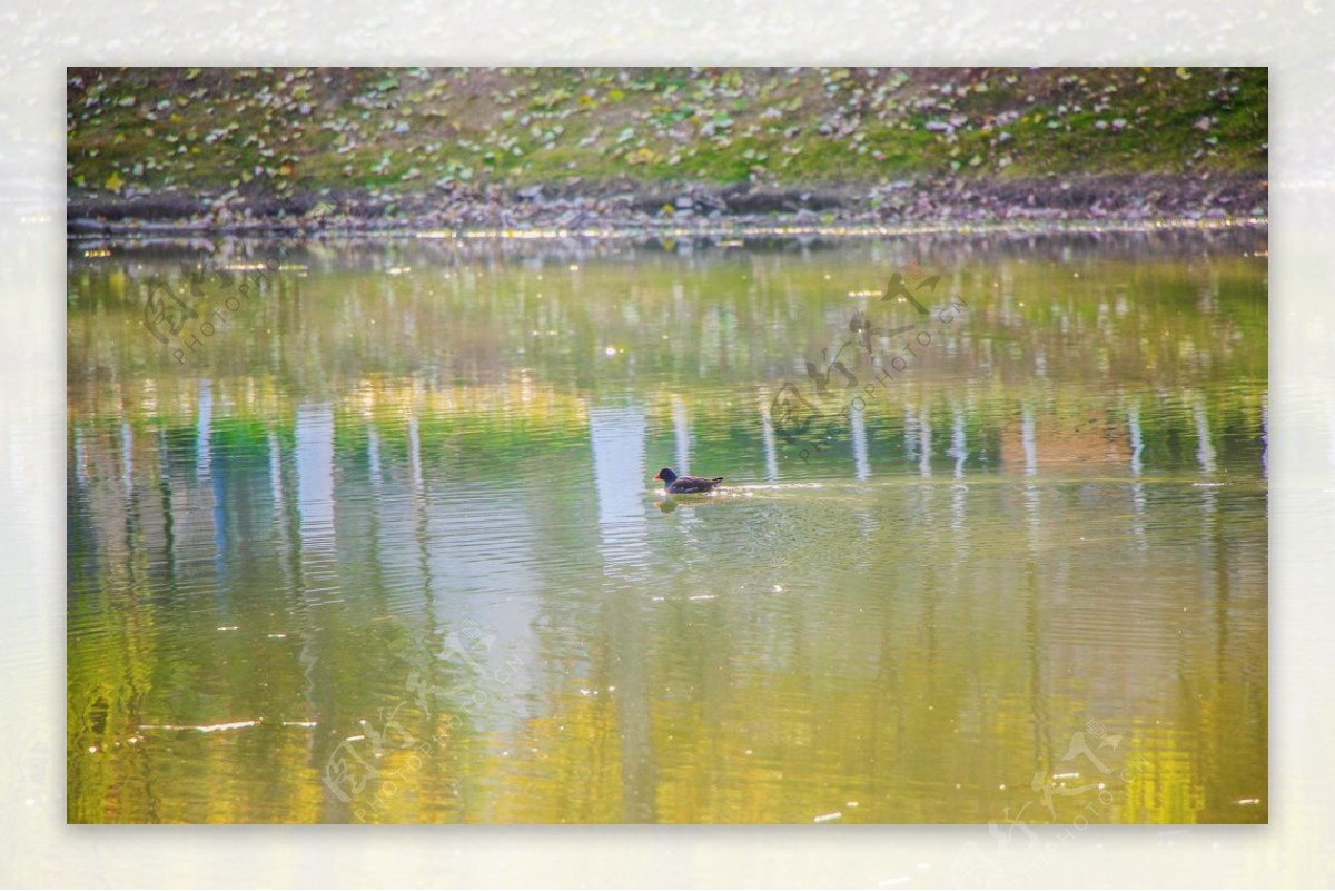 水中奔跑的鸭子图片