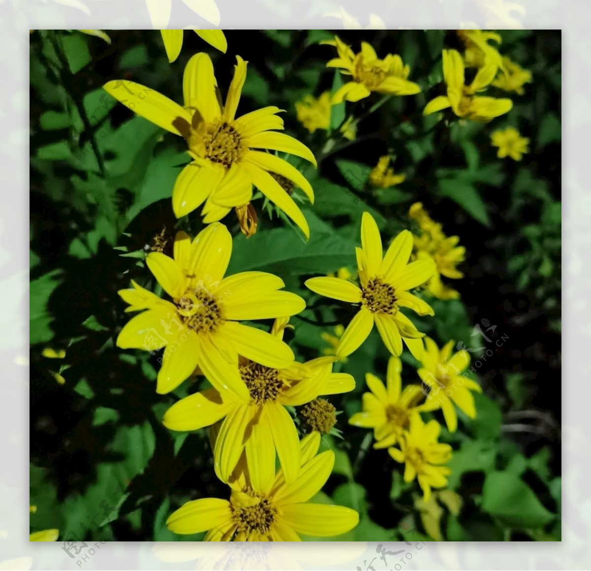 黄花花朵鲜花图片