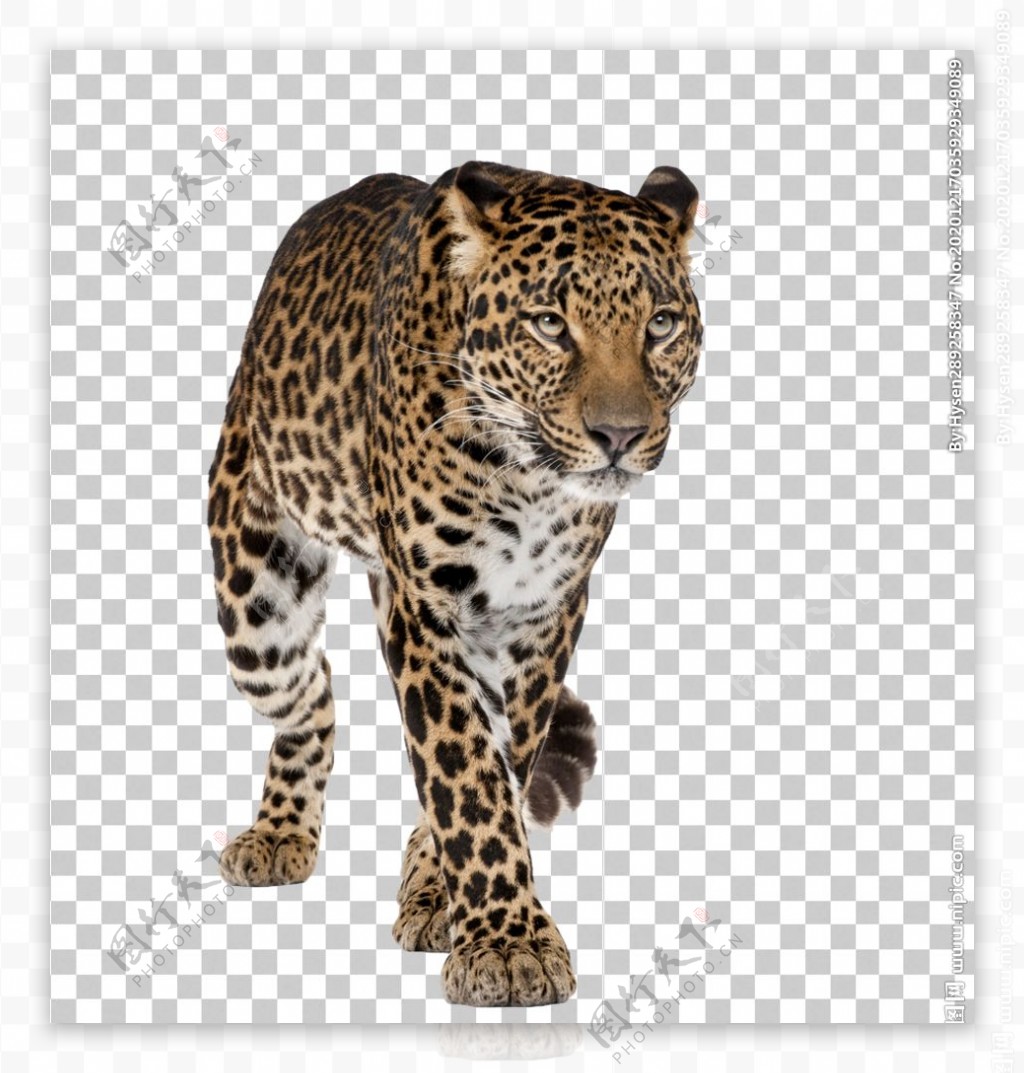 豹子摄影图片-豹子摄影作品-千库网