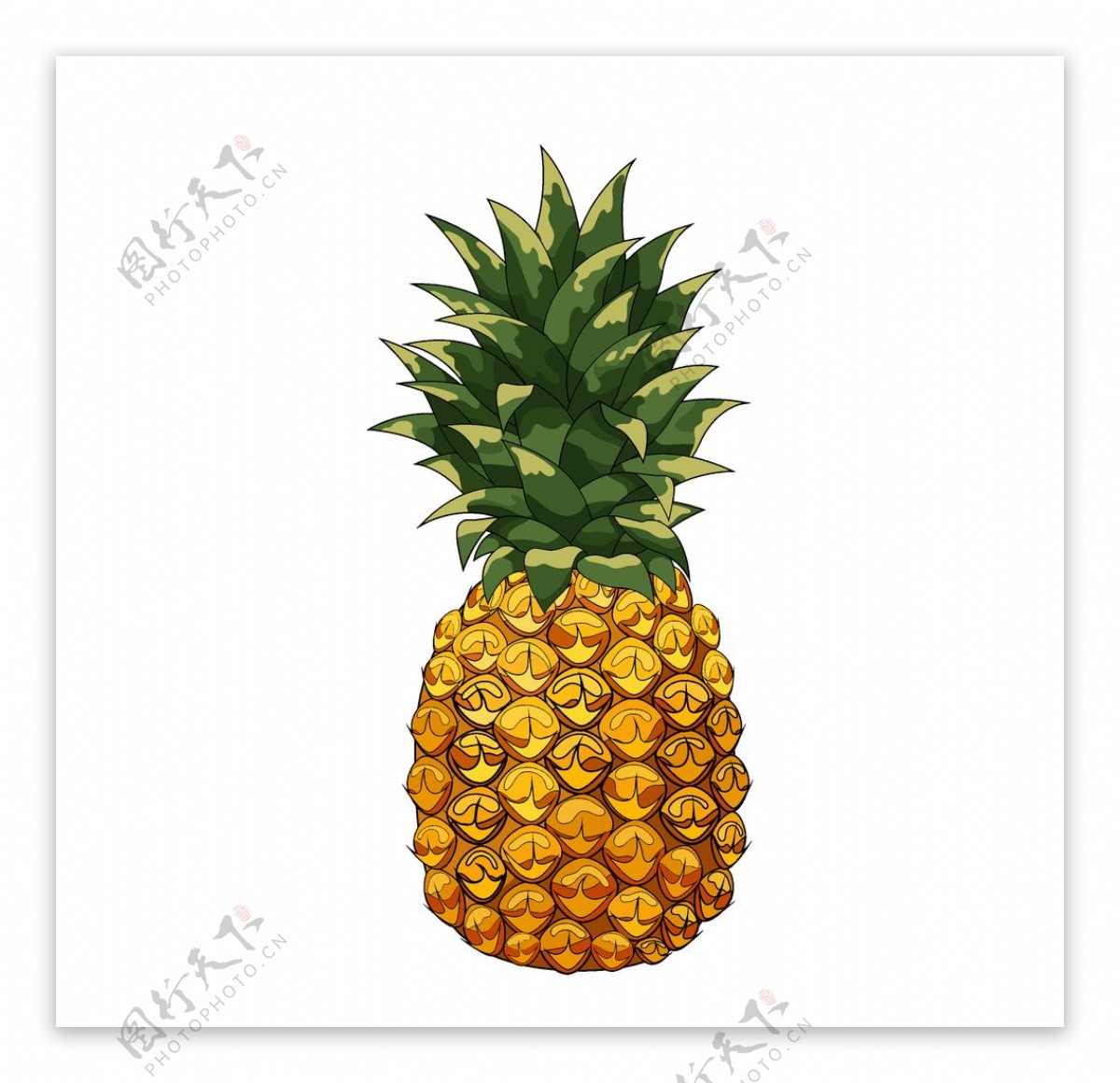 菠萝插图图片