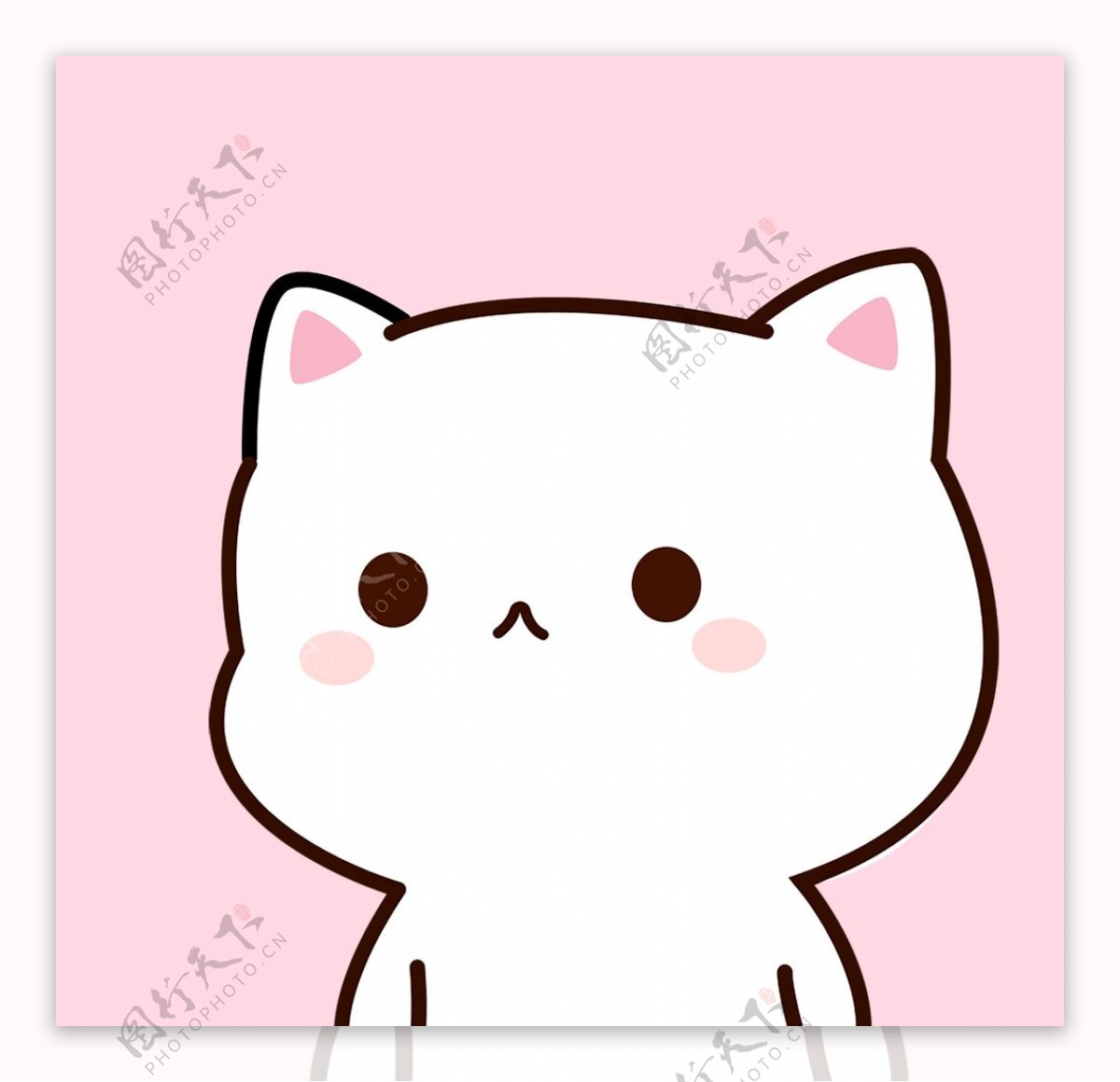 粉色背景白色小猫图片