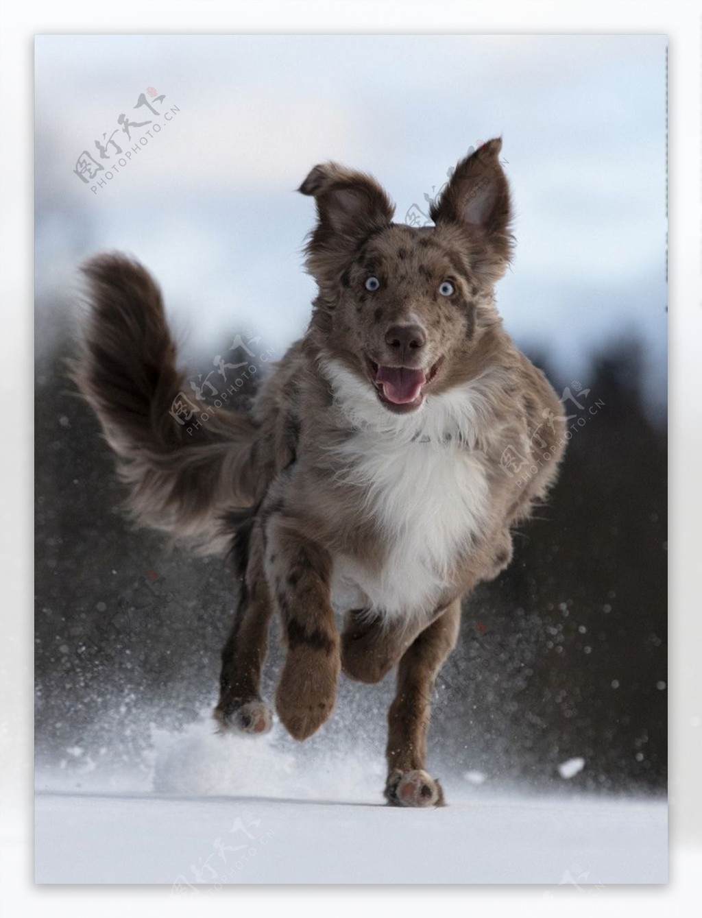 雪地中奔跑的狗图片